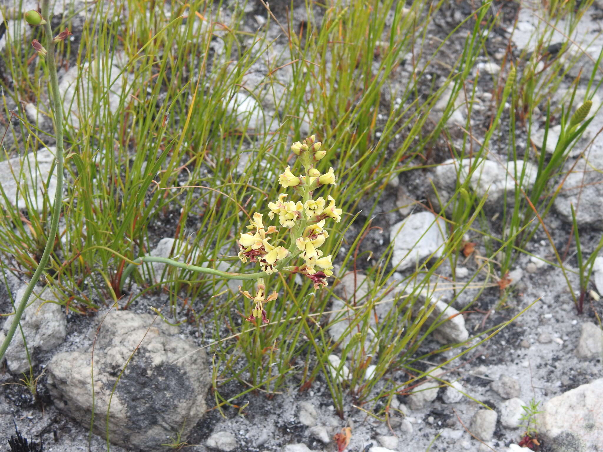 Image of Tritoniopsis parviflora (Jacq.) G. J. Lewis