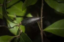 Image of Planchonella myrsinifolia (F. Muell.) Swenson, Bartish & Munzinger