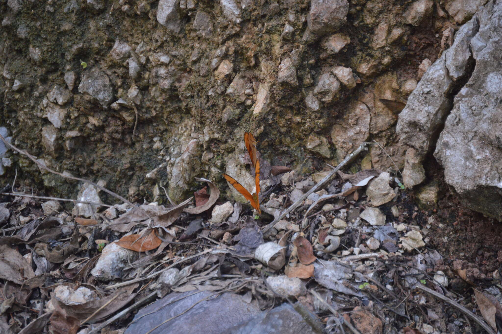 Image of Dryas iulia moderata Stichel 1907