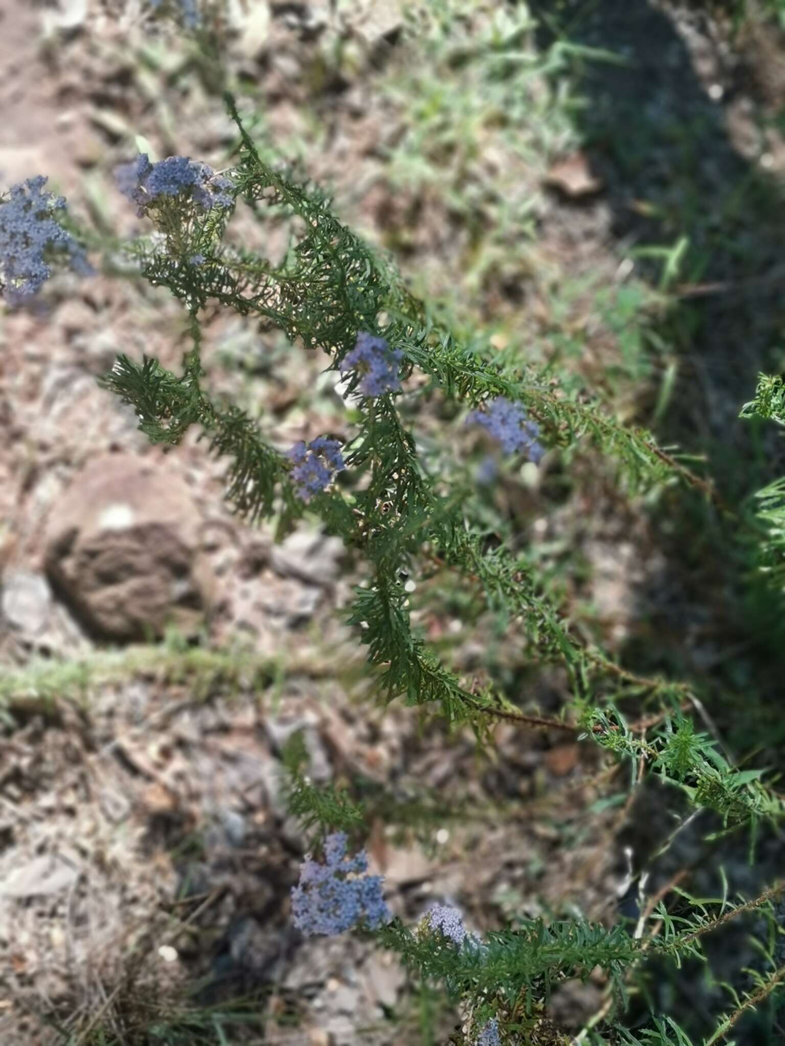 Слика од Tetraselago natalensis (Rolfe) Junell