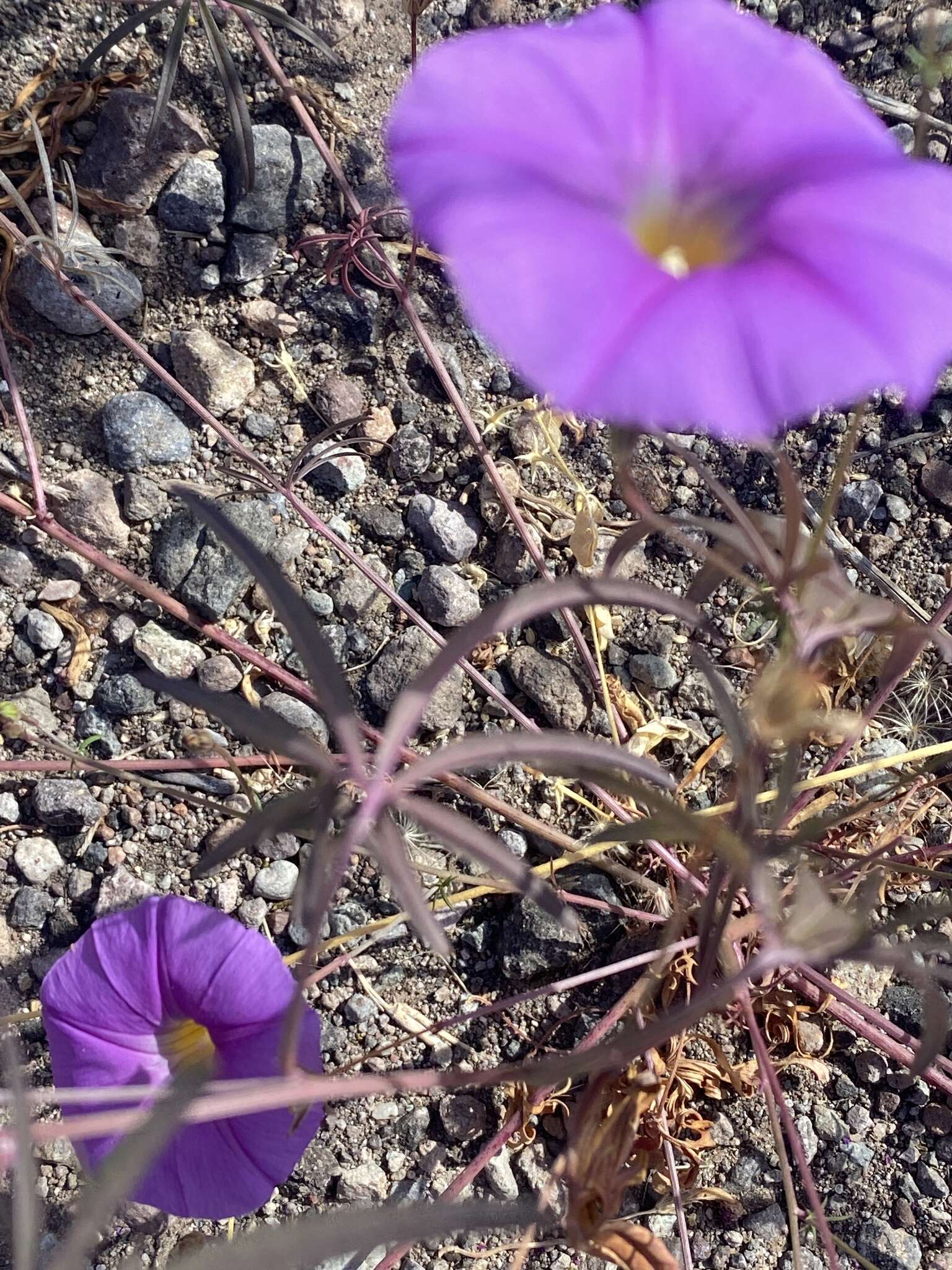 Imagem de Ipomoea ternifolia var. leptotoma (Torr.) J. A. Mc Donald