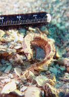 Image of Obscure pipefish