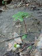 Petasites frigidus var. palmatus (Ait.) Cronq.的圖片