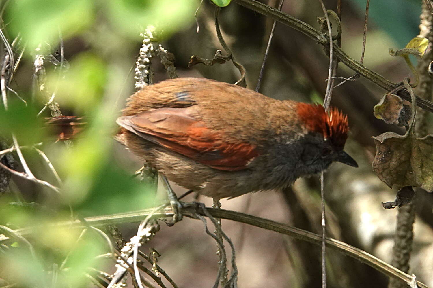 Image of Sooty-fronted Spinetail