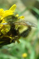 Image of Sitka bumble bee