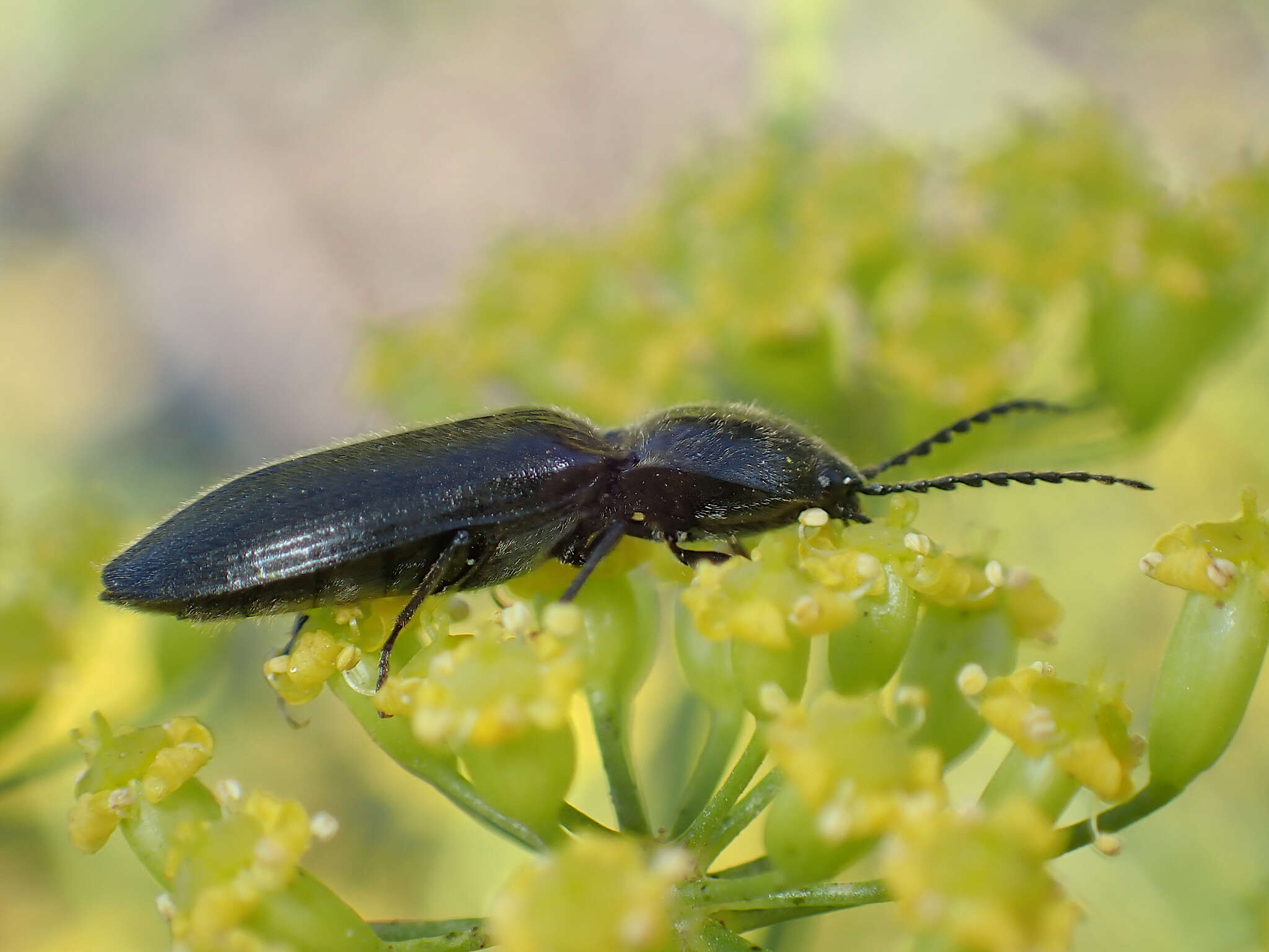 Image of Hemicrepidius niger (Linnaeus 1758)
