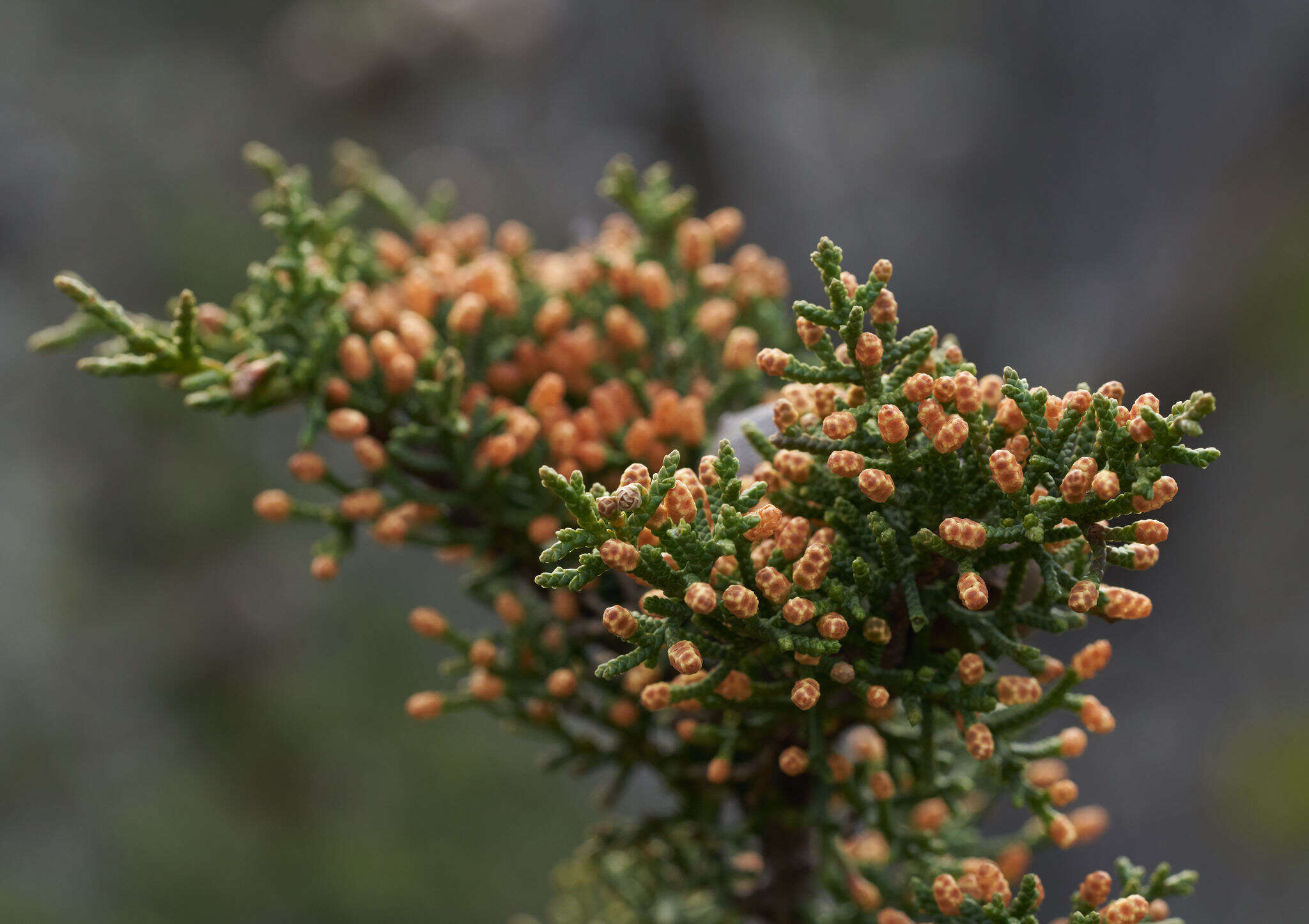 صورة Cupressus goveniana var. goveniana