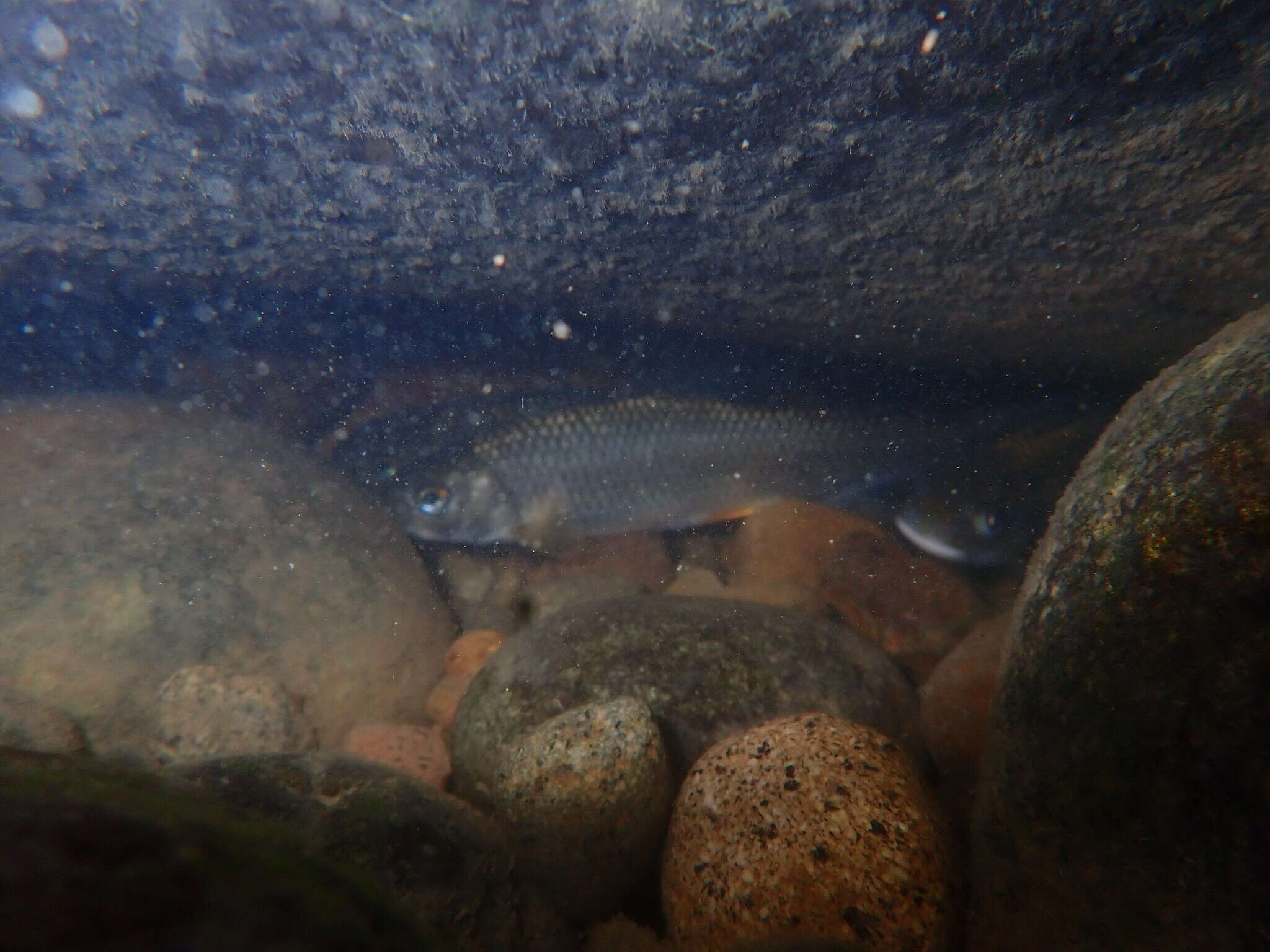 Image of Taiwan Shoveljaw Carp