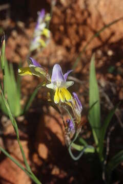 Image of Sparaxis auriculata Goldblatt & J. C. Manning