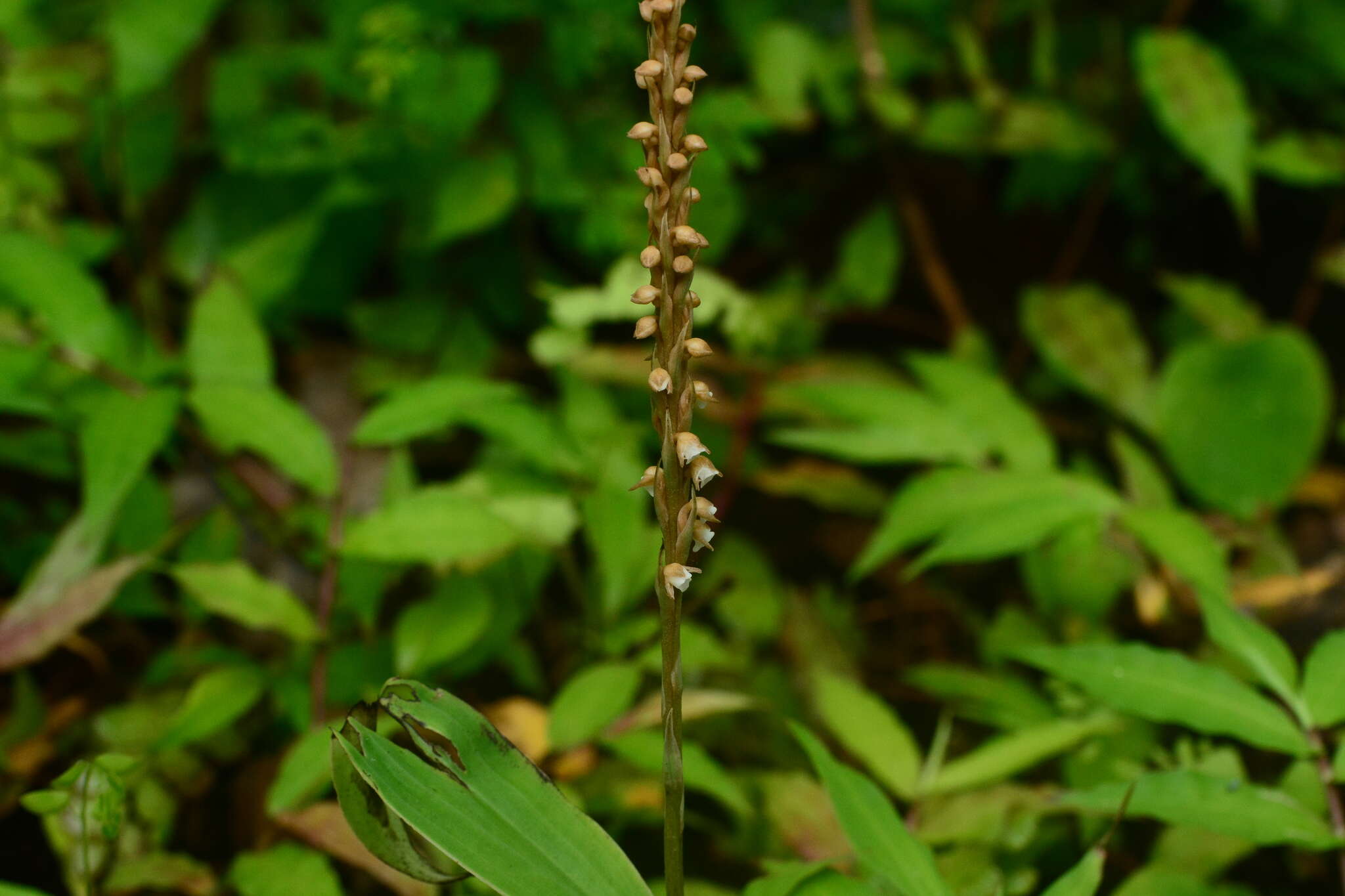 Peristylus plantagineus (Lindl.) Lindl. resmi