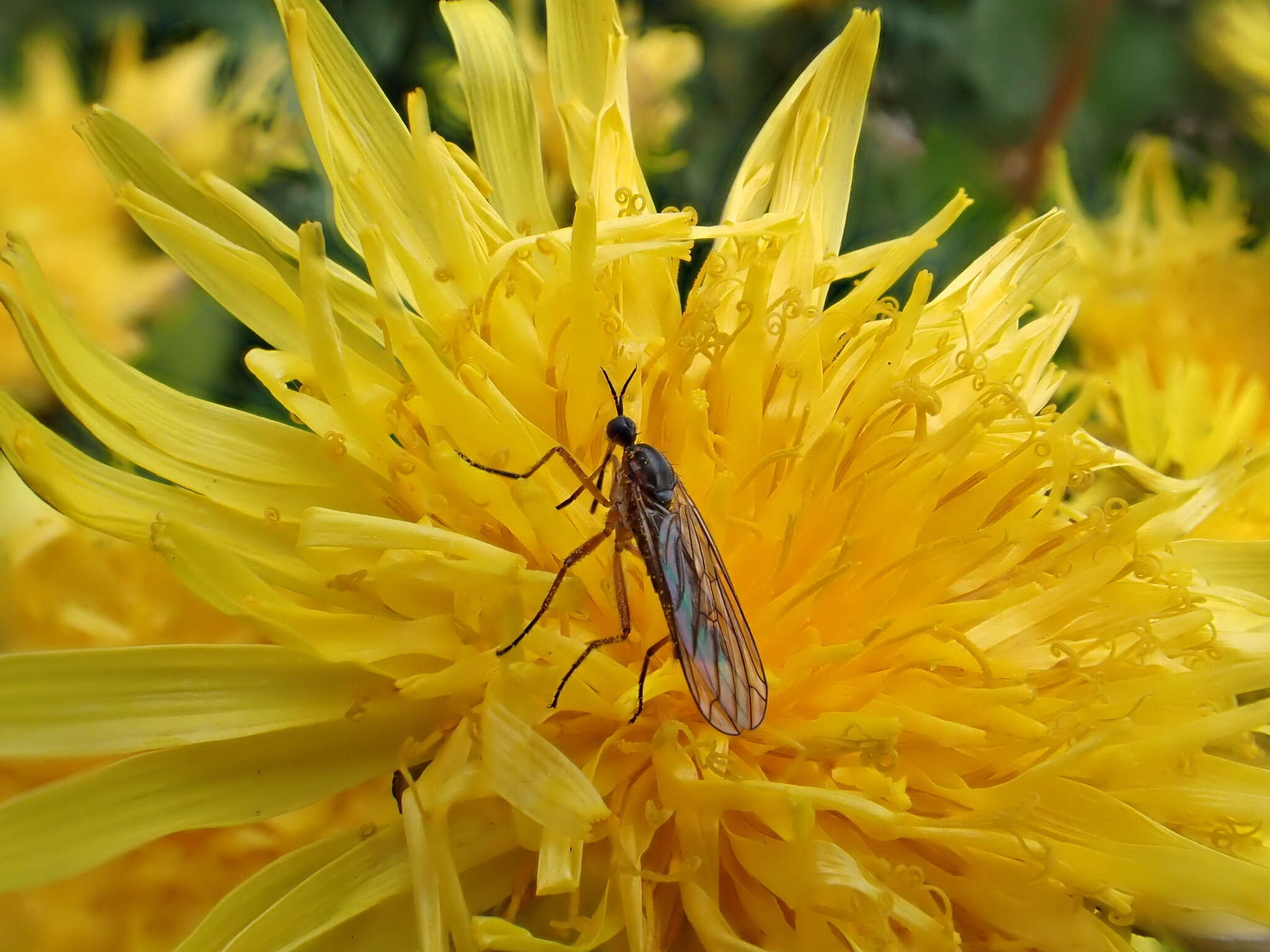 Image of Empis trigramma Wiedemann 1822