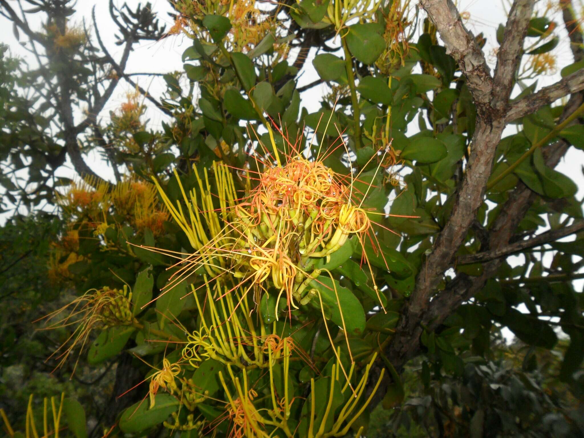 Image of Psittacanthus robustus (Mart.) Mart.