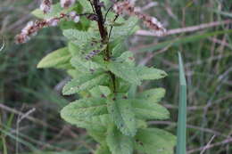 Image of Pterocaulon polystachyum DC.