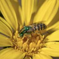 Agapostemon texanus Cresson 1872的圖片