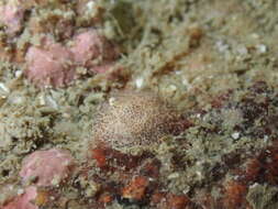 Image of Okenia pilosa (Bouchet & Ortea 1983)