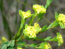 Image of Pimelea flava subsp. flava