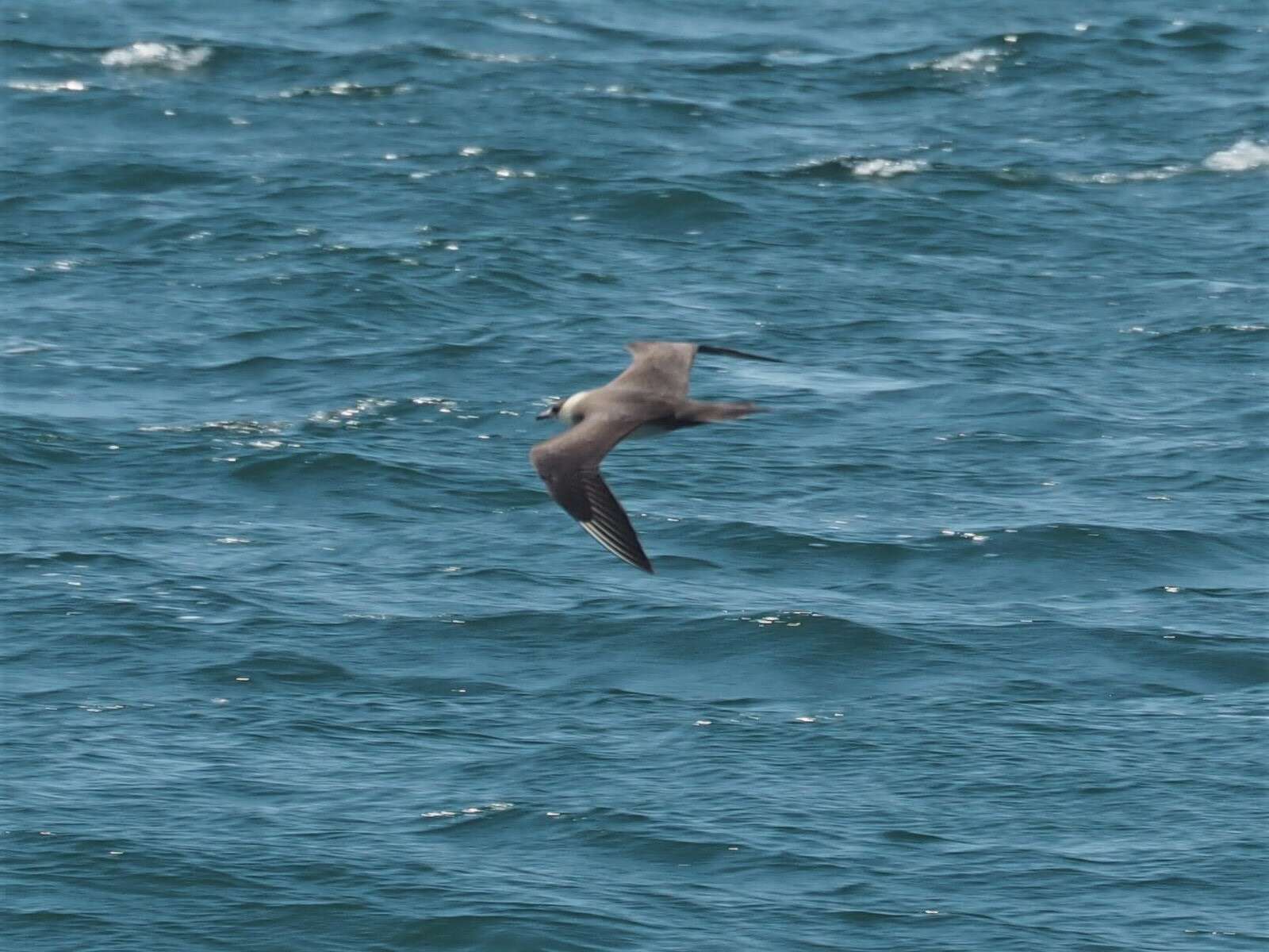 Image of Arctic Skua