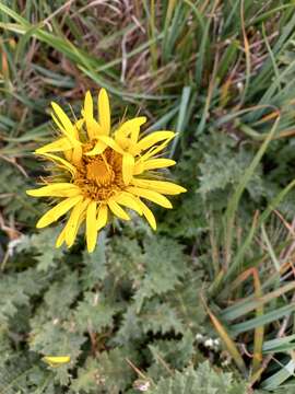 Image of Berkheya multijuga (DC.) Roessler