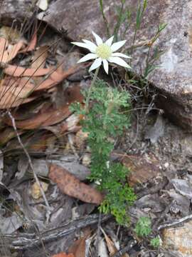 Imagem de Actinotus helianthi Labill.