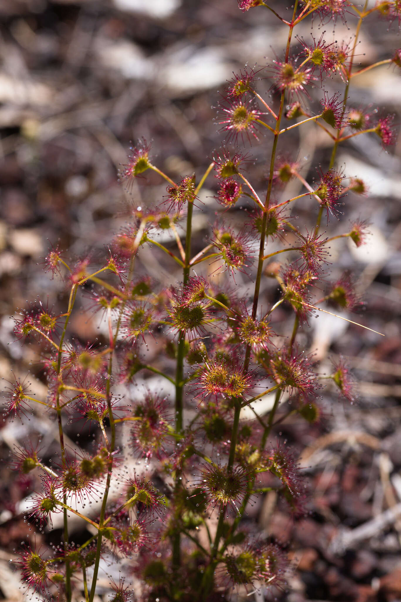 Image de Drosera stolonifera subsp. porrecta (Lehm.) N. Marchant & Lowrie