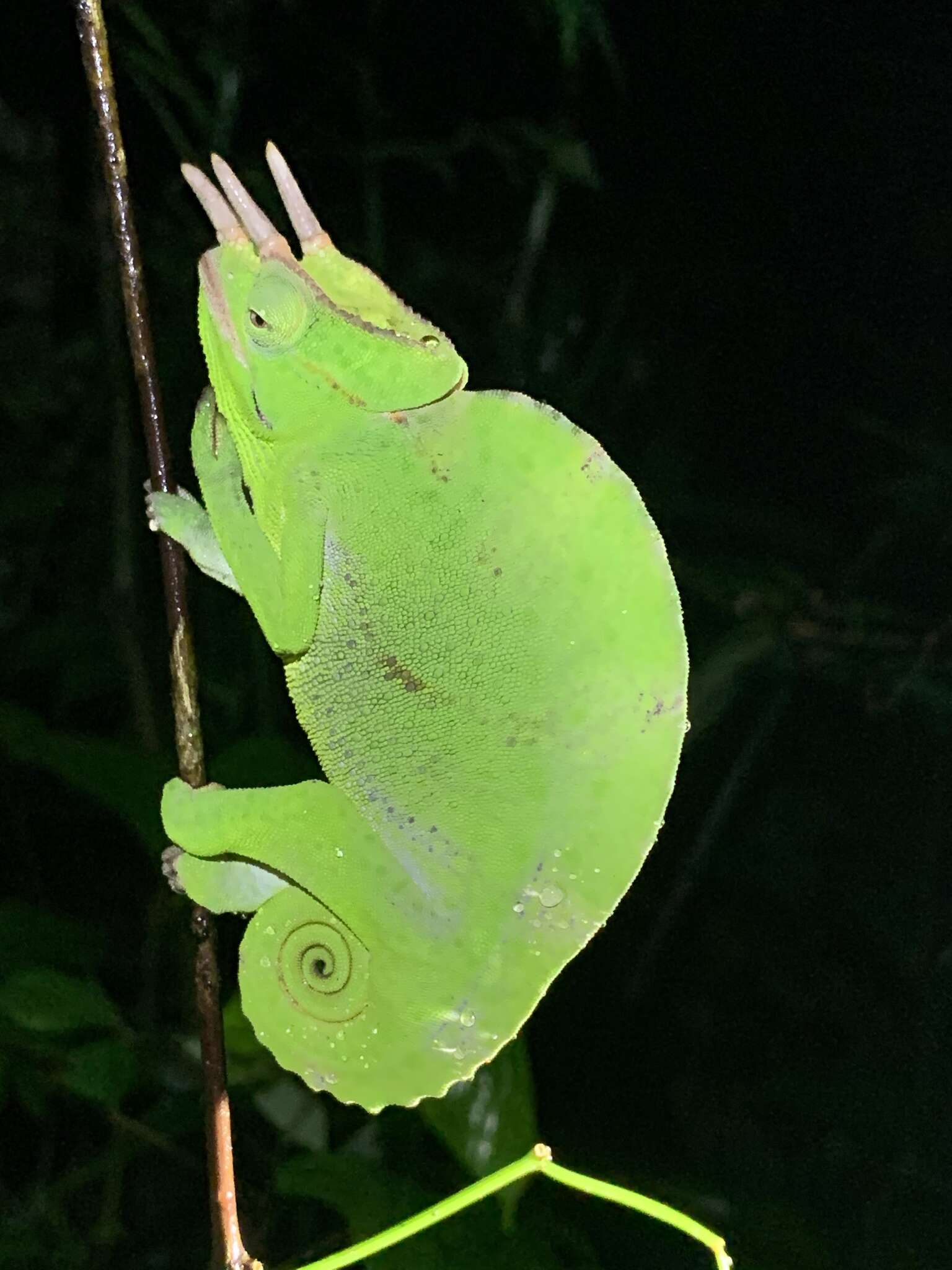 Image of Usambara Three-Horned Chameleon