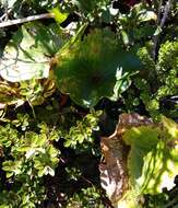 Image of Mount Cook buttercup