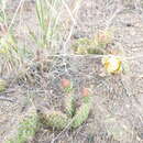 Image of Opuntia polyacantha var. juniperina (Britton & Rose) L. D. Benson
