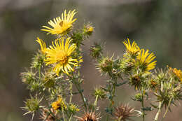 Image of Berkheya bergiana Soderb.