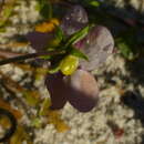 Diascia elongata Benth. resmi