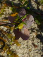 Image of Diascia elongata Benth.