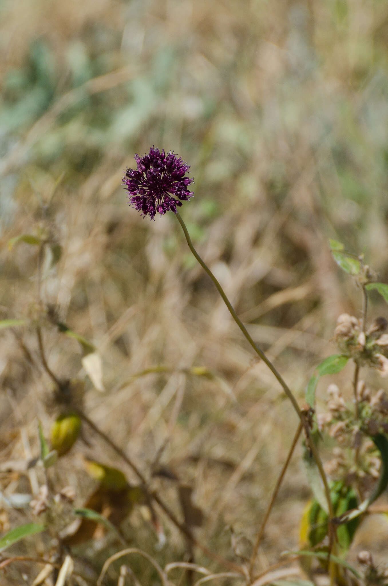 Image of broadleaf wild leek