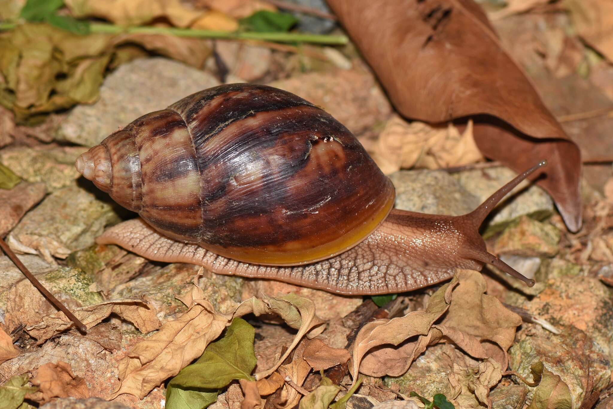 Image de Lissachatina immaculata