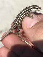 Image of Sierra Curlytail Lizard