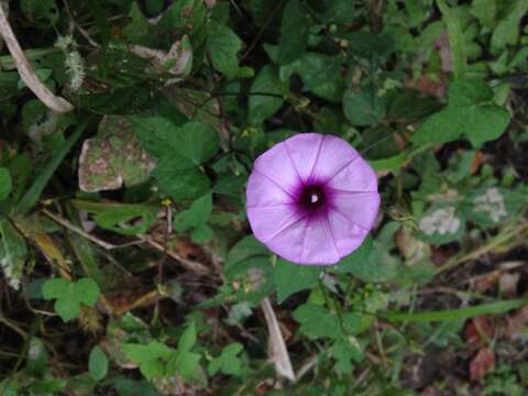 Слика од Ipomoea trifida (Kunth) G. Don