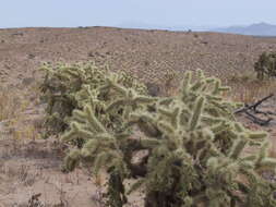 Imagem de Cylindropuntia fulgida var. fulgida