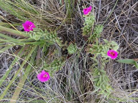 Image of Portulaca confertifolia Hauman