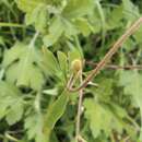 Image of Semiaquilegia adoxoides (DC.) Makino