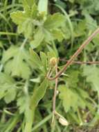 Semiaquilegia adoxoides (DC.) Makino resmi