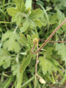 Image of Semiaquilegia adoxoides (DC.) Makino