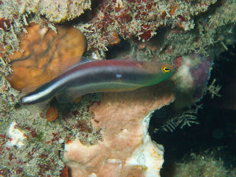 Image of Doublestriped dottyback