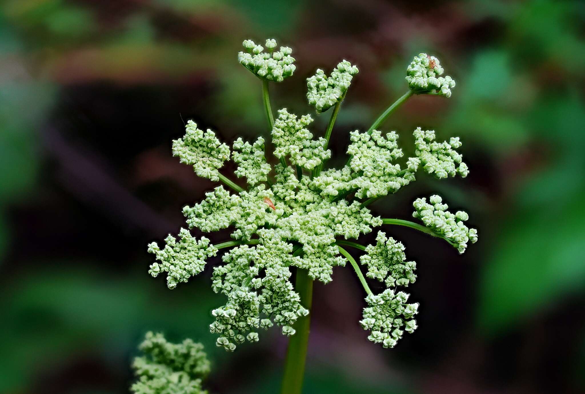 Angelica californica Jeps. resmi