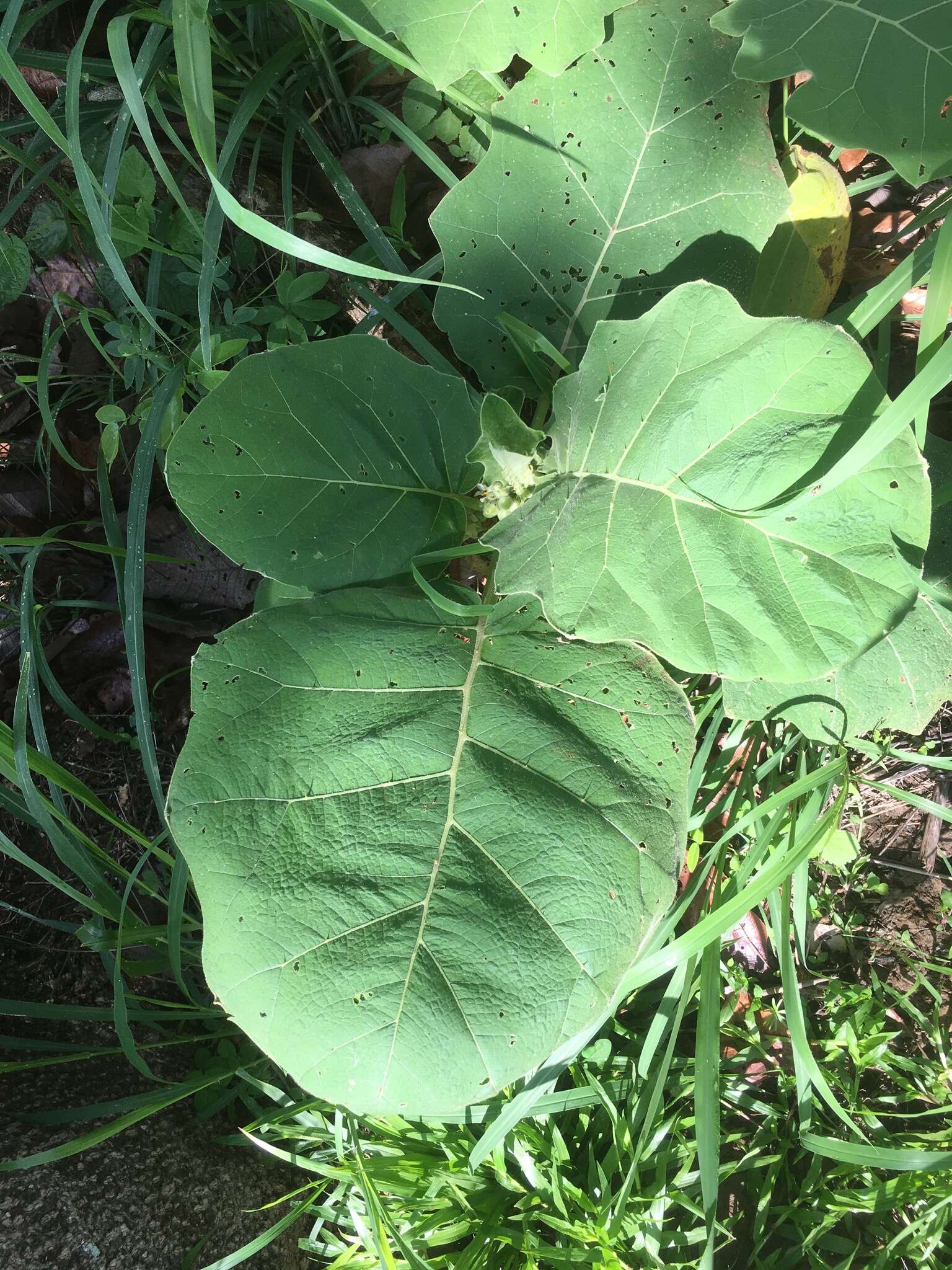 Image of Solanum hirtum Vahl