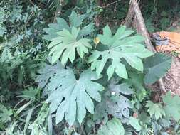 Image of tetrapanax