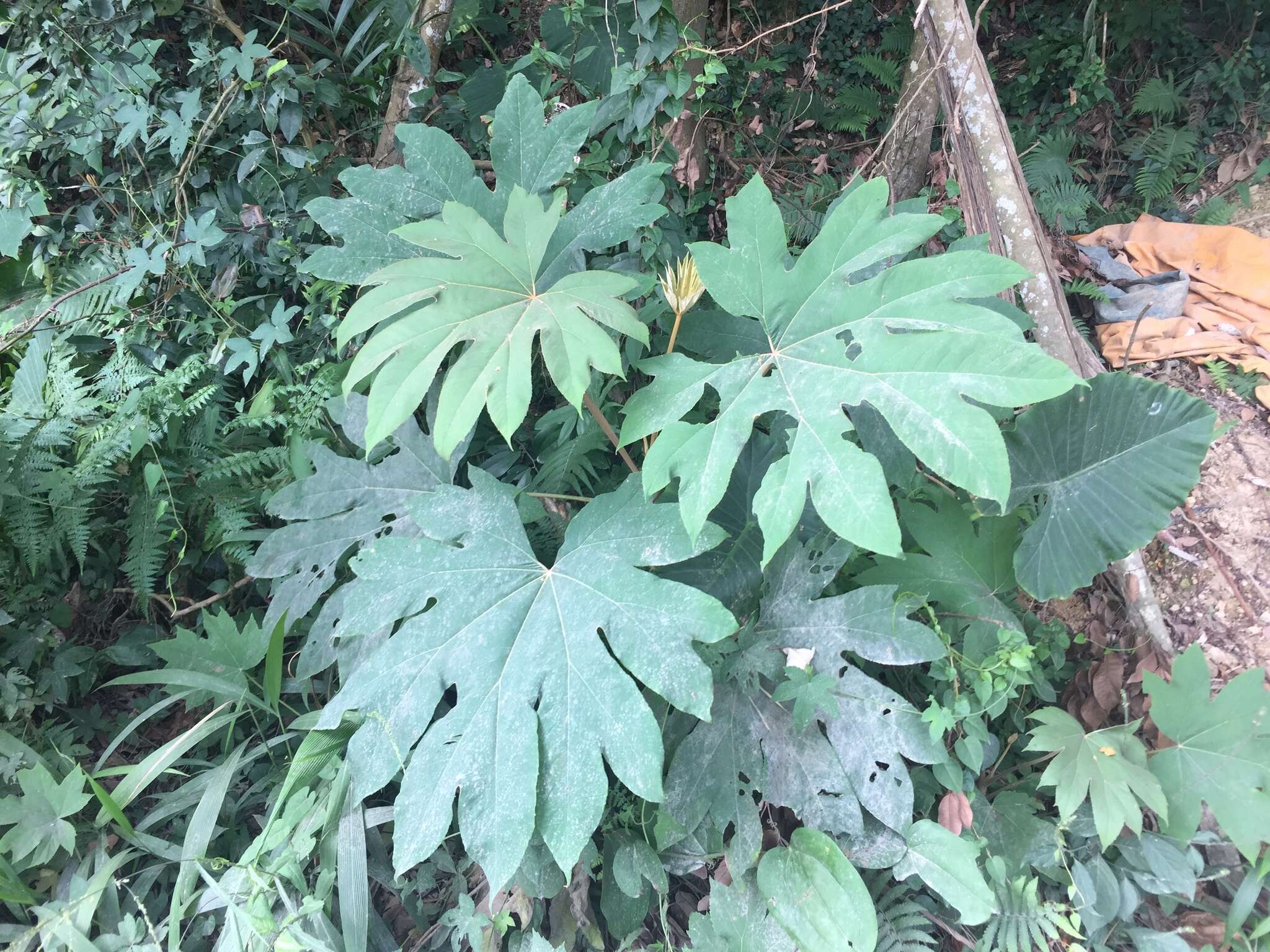 Image of tetrapanax