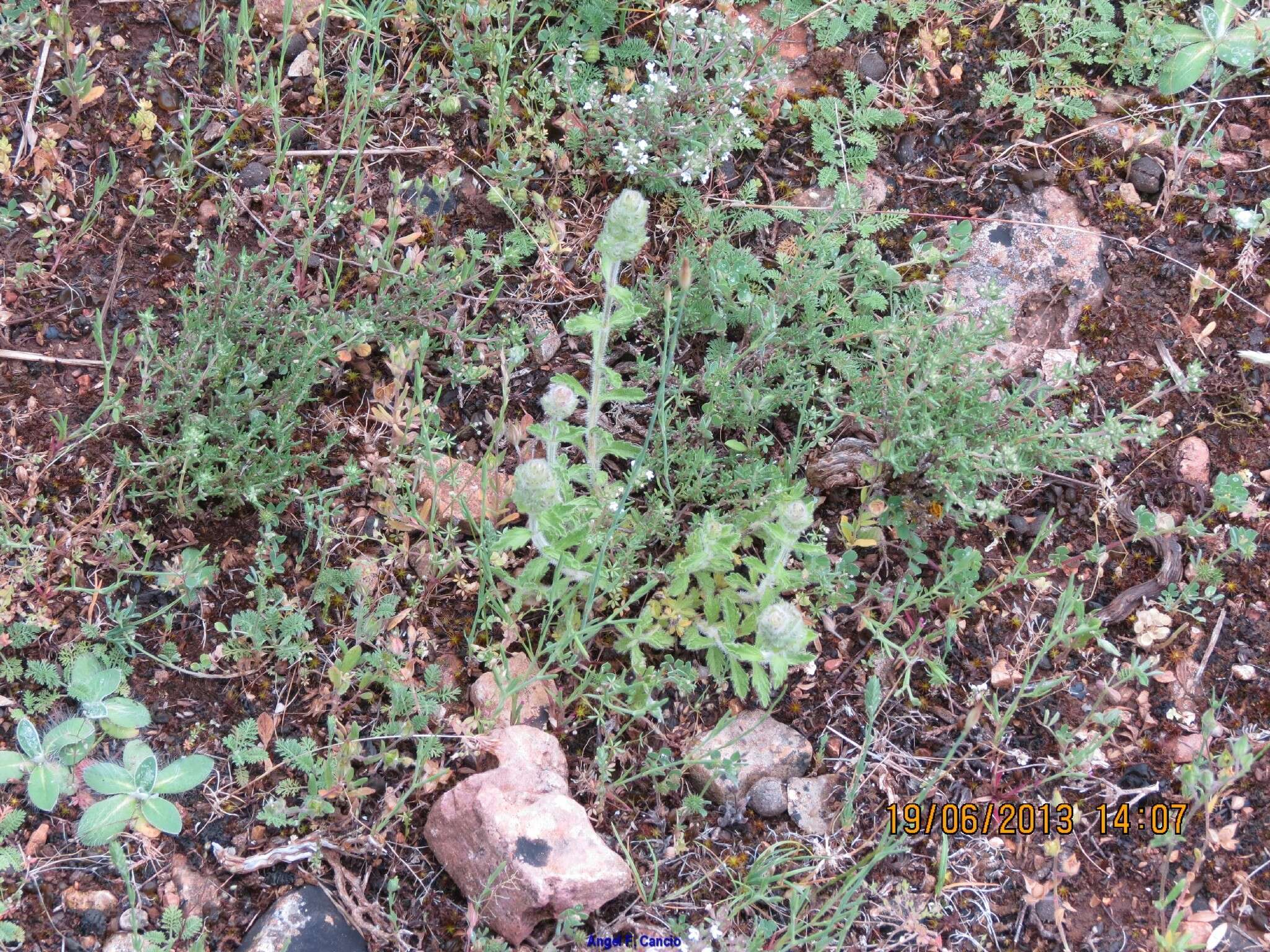 Image of Sideritis hirsuta L.