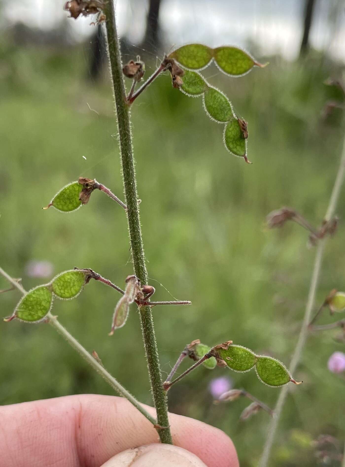 Imagem de Desmodium tenuifolium Torr. & A. Gray