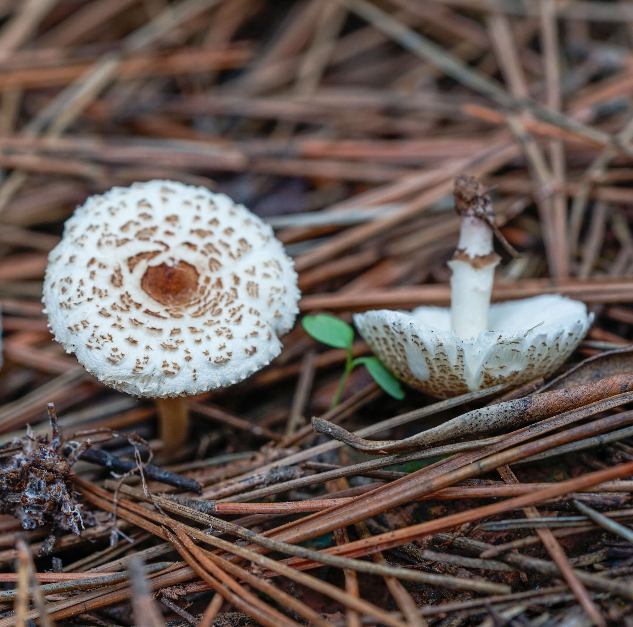 Image of Lepiota lilacea Bres. 1892