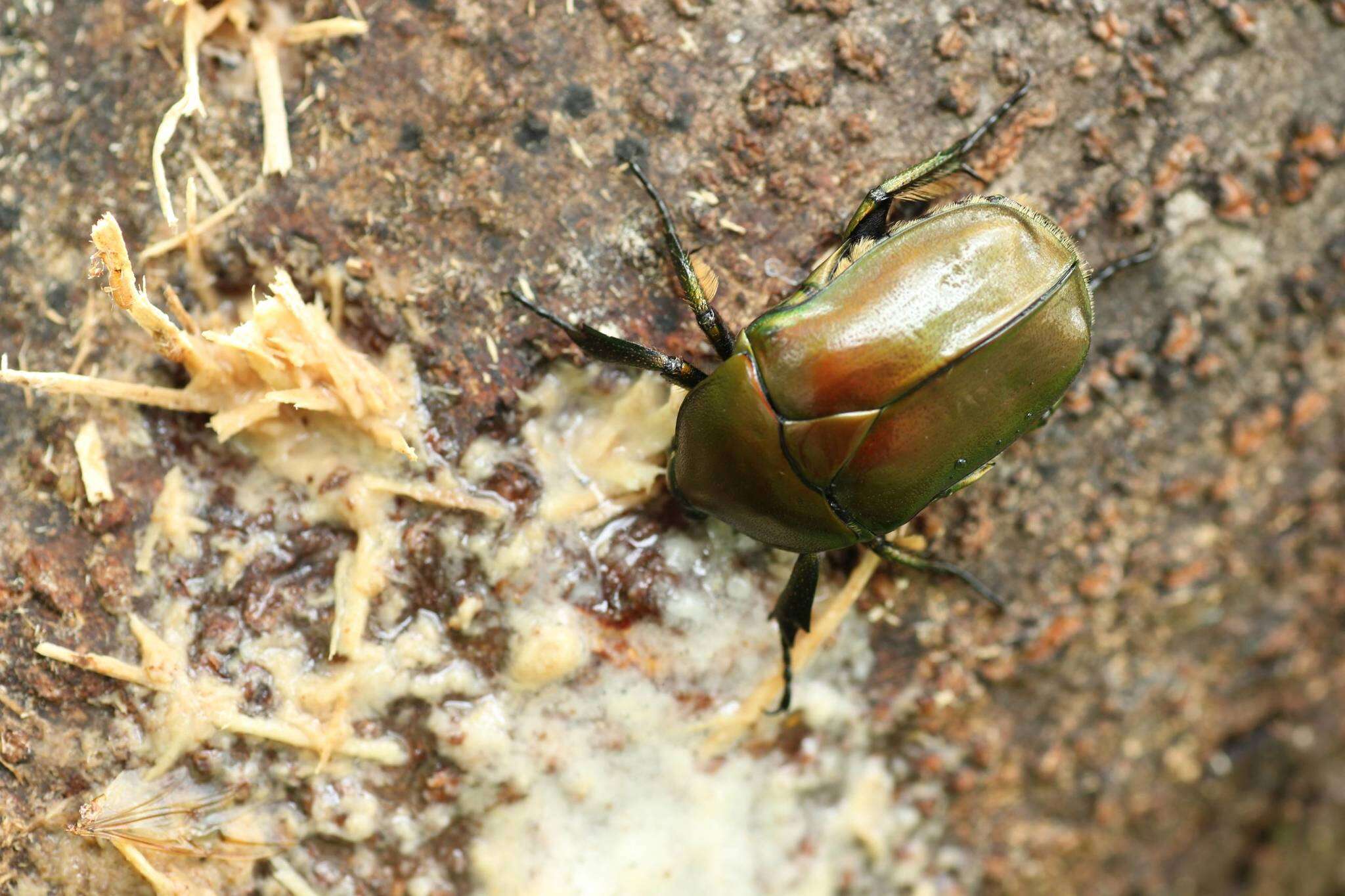 Image of Pseudotorynorrhina japonica (Hope 1841)