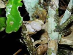 Sivun Dendropsophus melanargyreus (Cope 1887) kuva