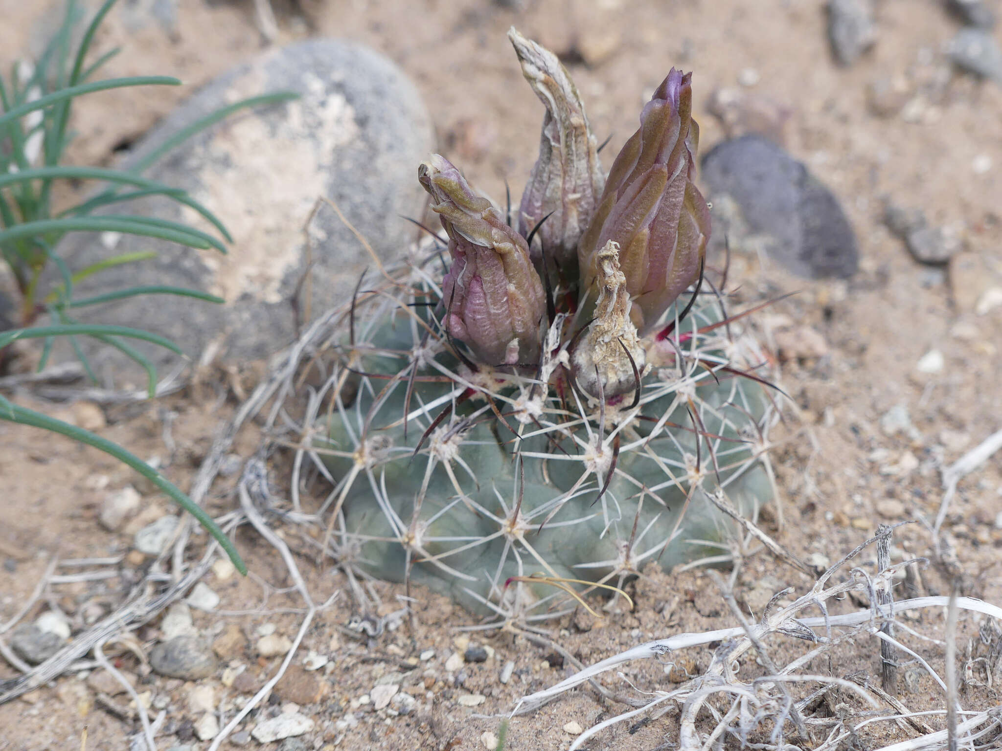 صورة Sclerocactus glaucus (K. Schum.) L. D. Benson